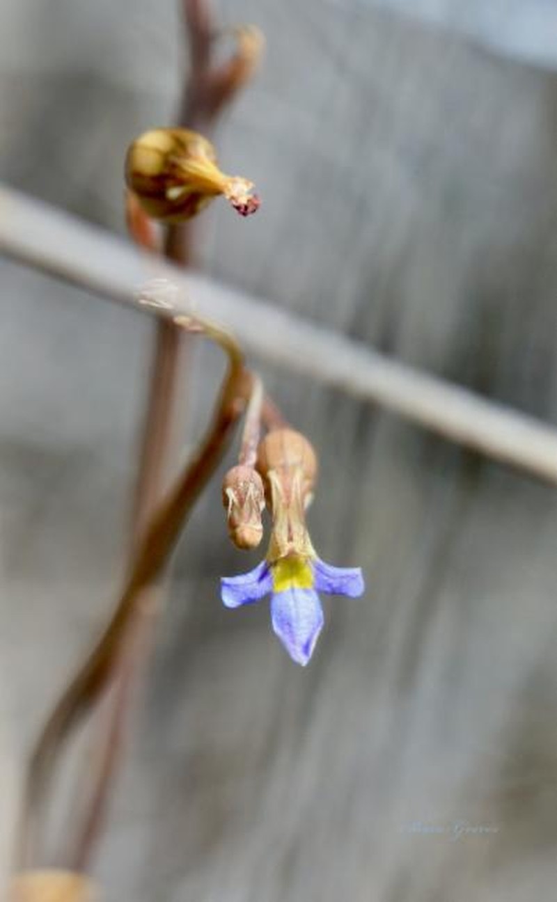 Lobelia heterophylla subsp. centralis photo 2