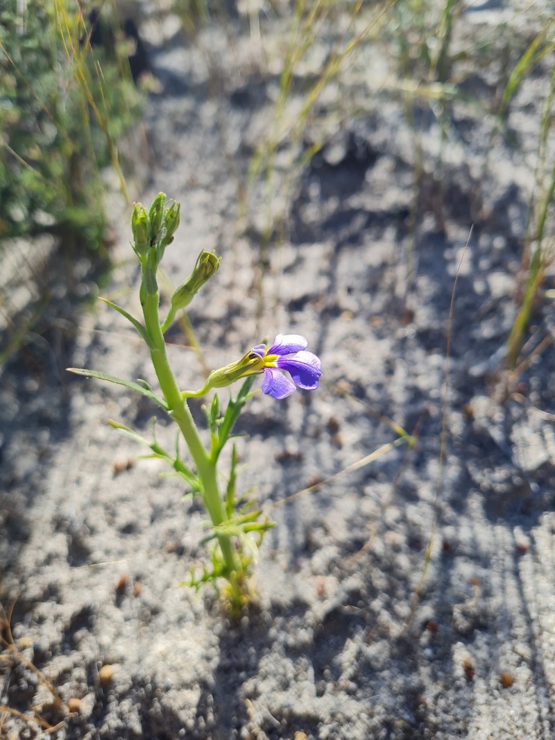 Lobelia heterophylla subsp. heterophylla