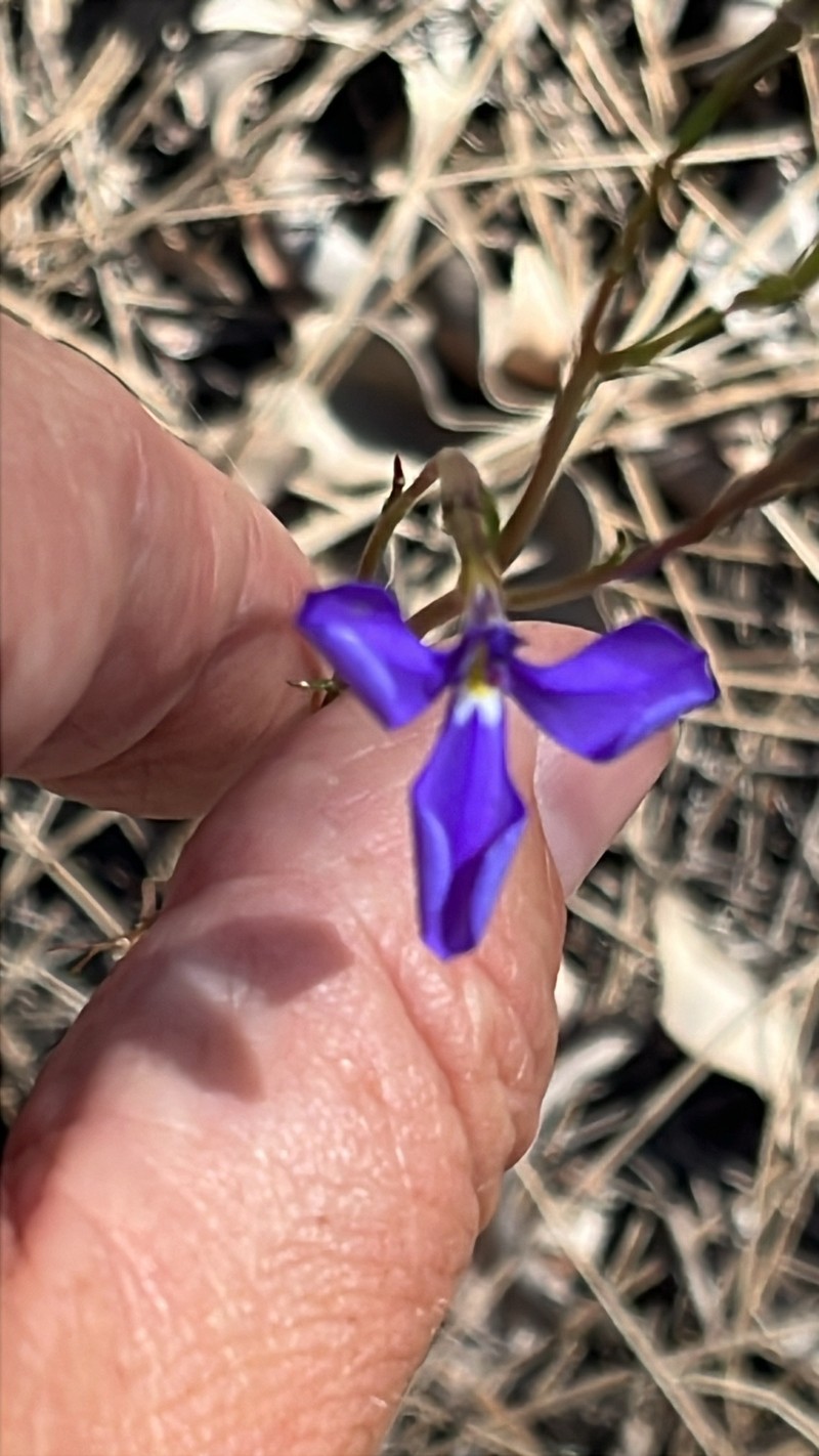 Lobelia heterophylla subsp. heterophylla photo 2