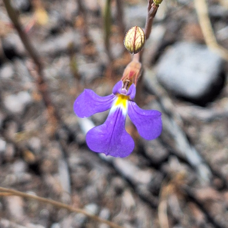 Lobelia heterophylla subsp. heterophylla photo 3