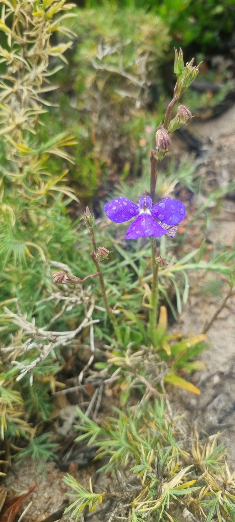 Lobelia heterophylla subsp. heterophylla photo 4