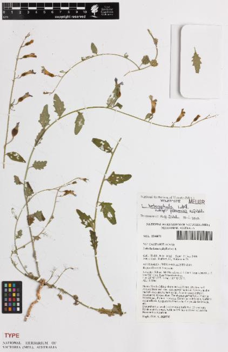 Lobelia heterophylla subsp. pilbarensis