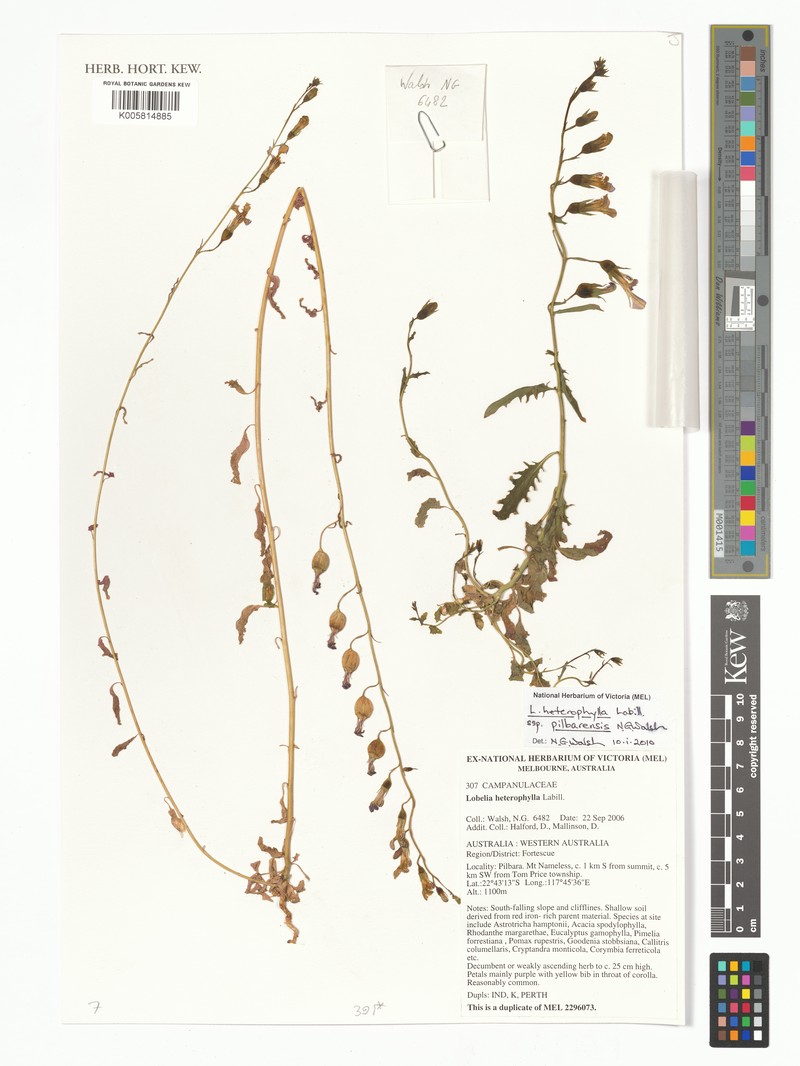 Lobelia heterophylla subsp. pilbarensis photo 2
