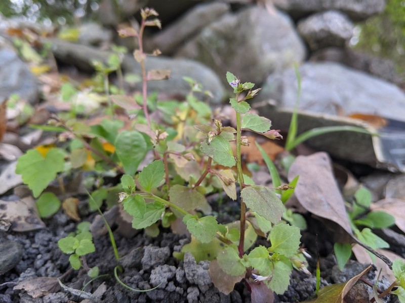 Lobelia heyneana