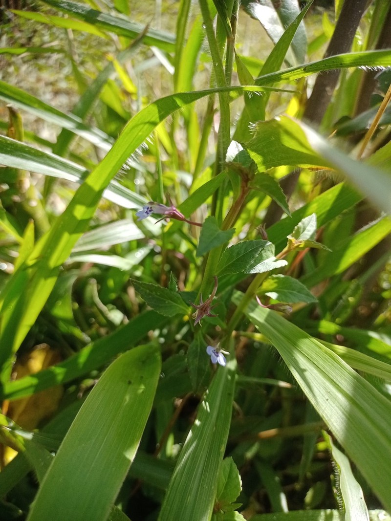 Lobelia heyneana photo 2