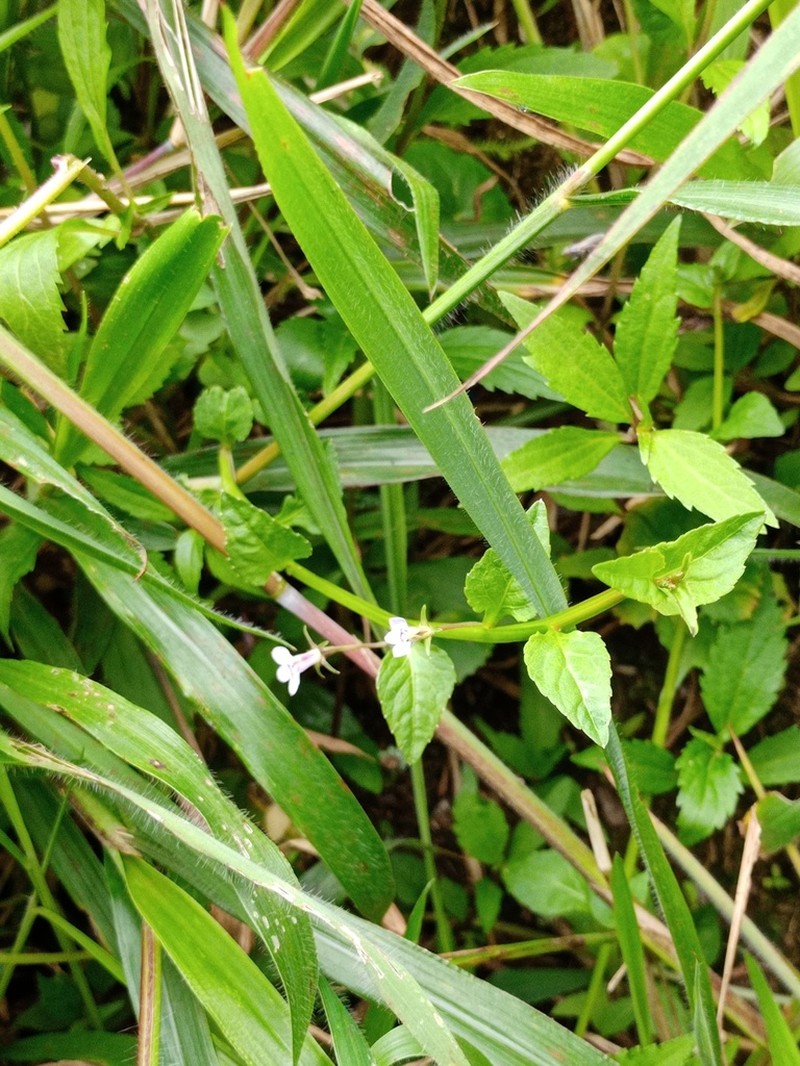 Lobelia heyneana photo 3