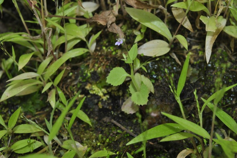Lobelia heyneana photo 4