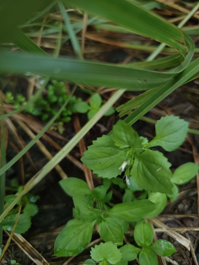 Lobelia heyneana photo 5