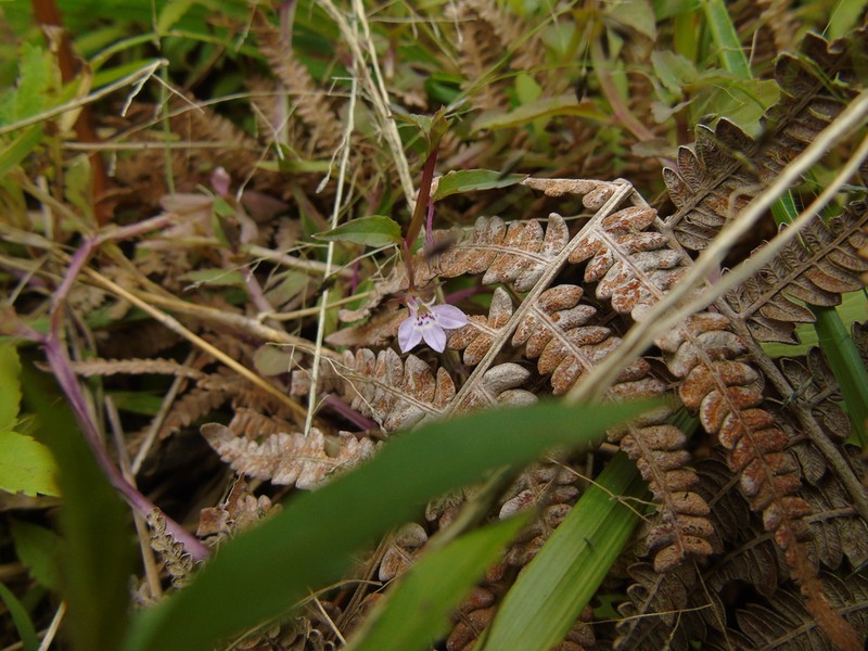 Lobelia heyneana photo 6