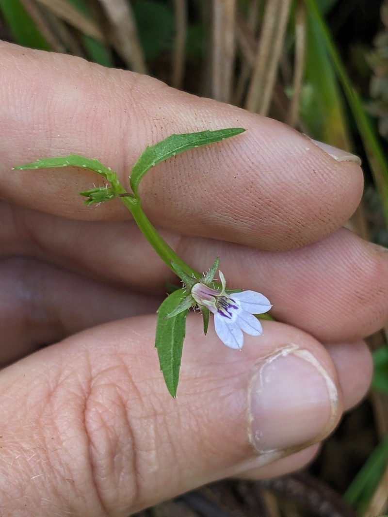 Lobelia heyneana photo 7