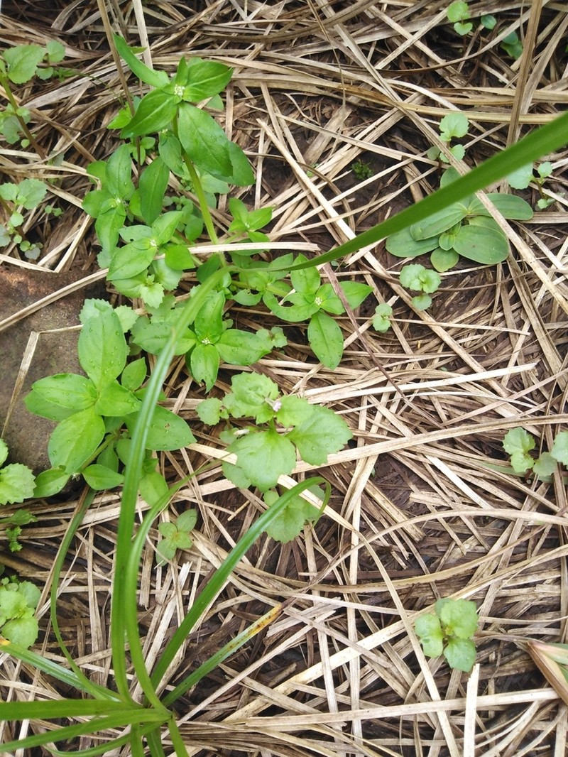 Lobelia heyneana photo 8