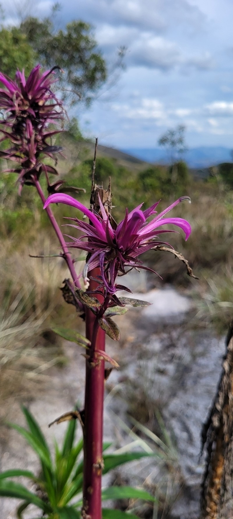Lobelia hilaireana photo 2