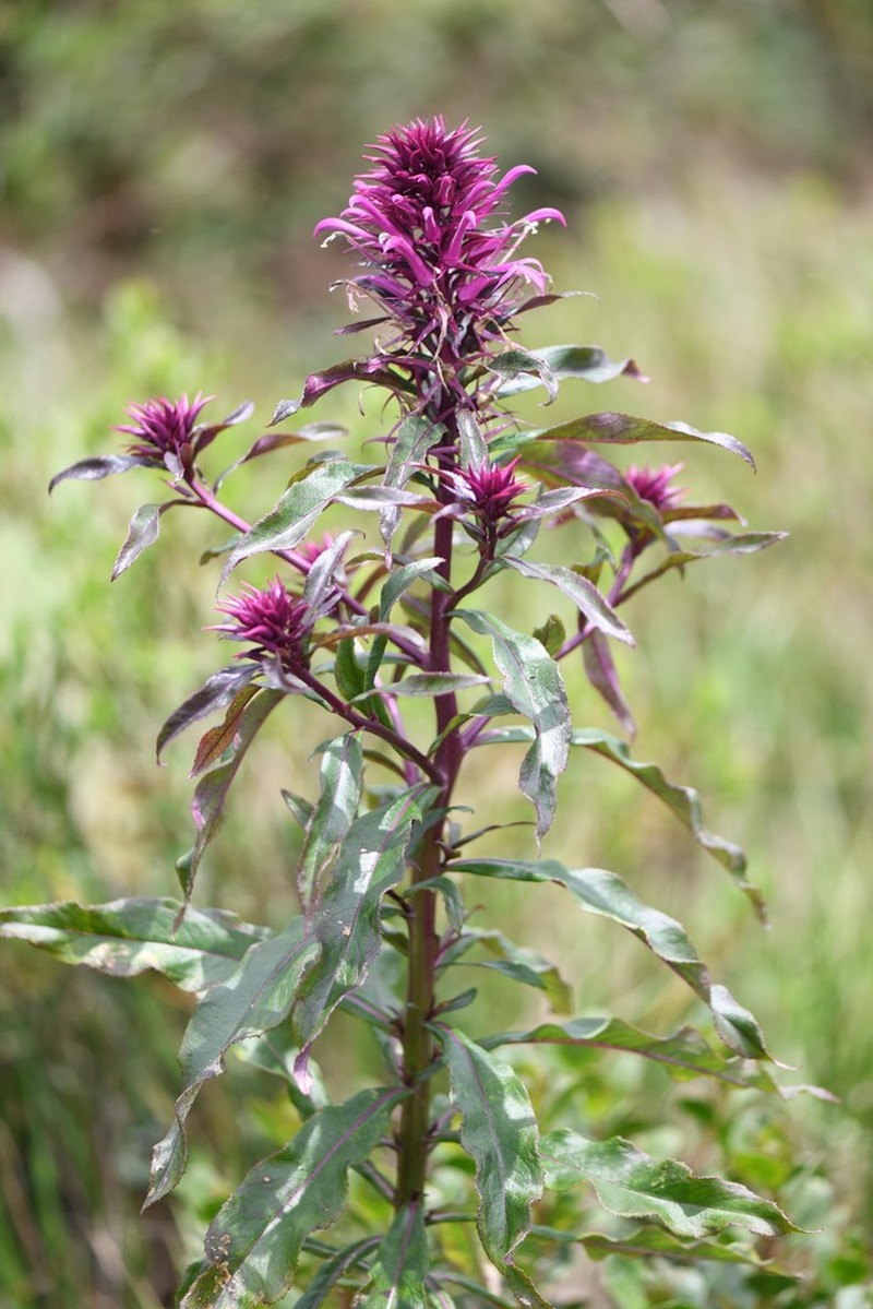 Lobelia hilaireana photo 3