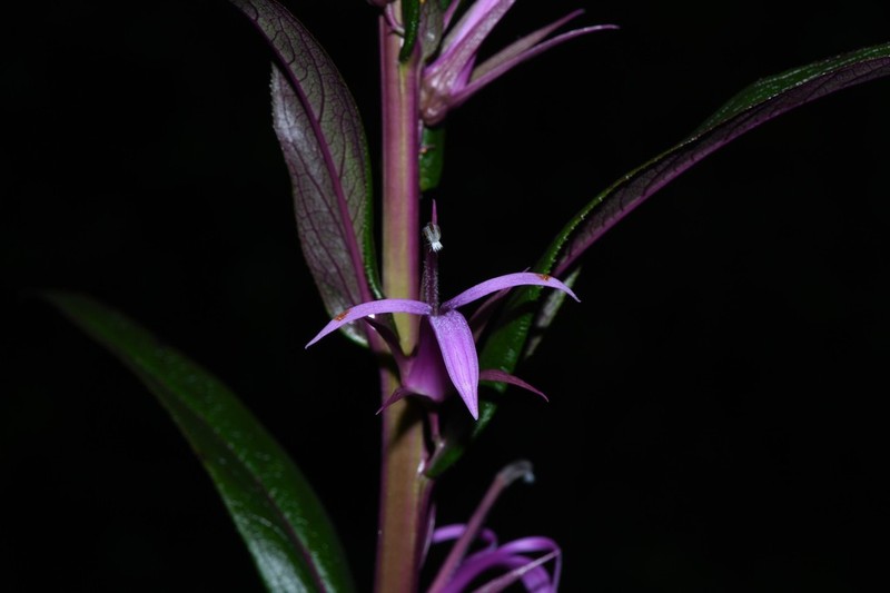 Lobelia hilaireana photo 4