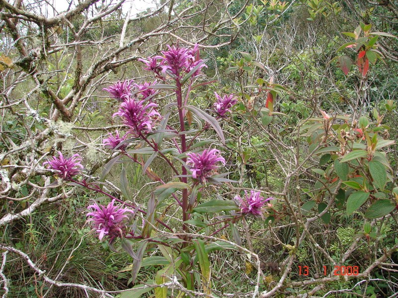 Lobelia hilaireana photo 5