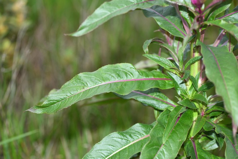 Lobelia hilaireana photo 6