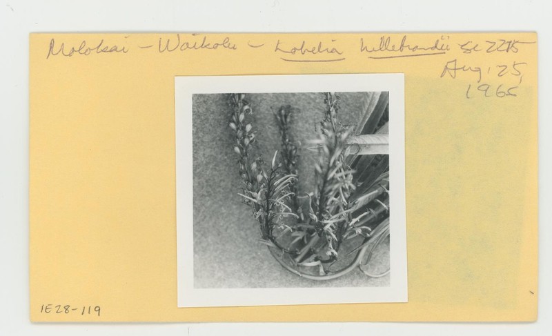 Maui Lobelia