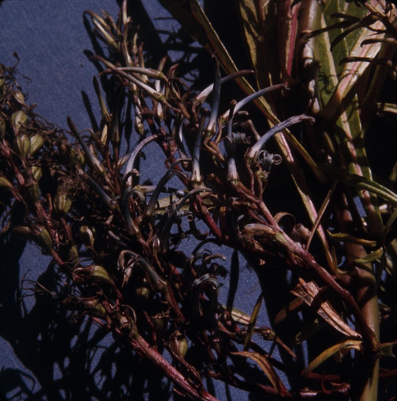 Maui Lobelia photo 2
