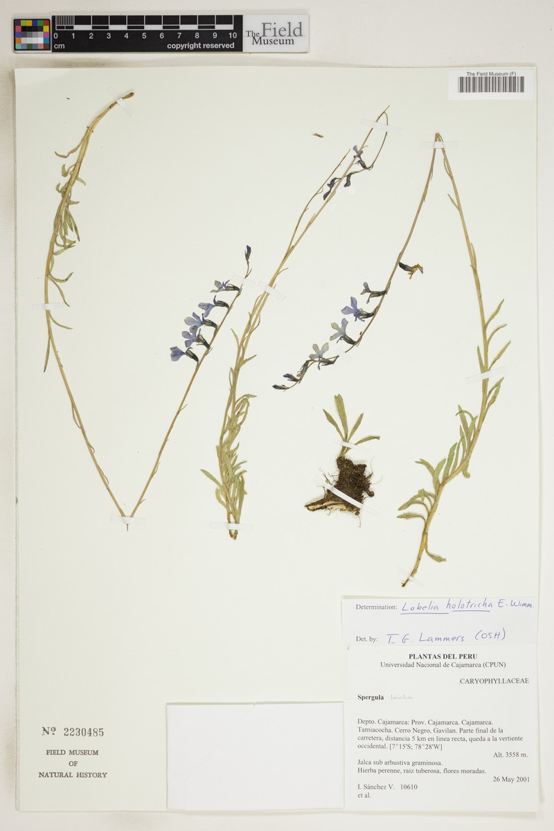 Lobelia holotricha