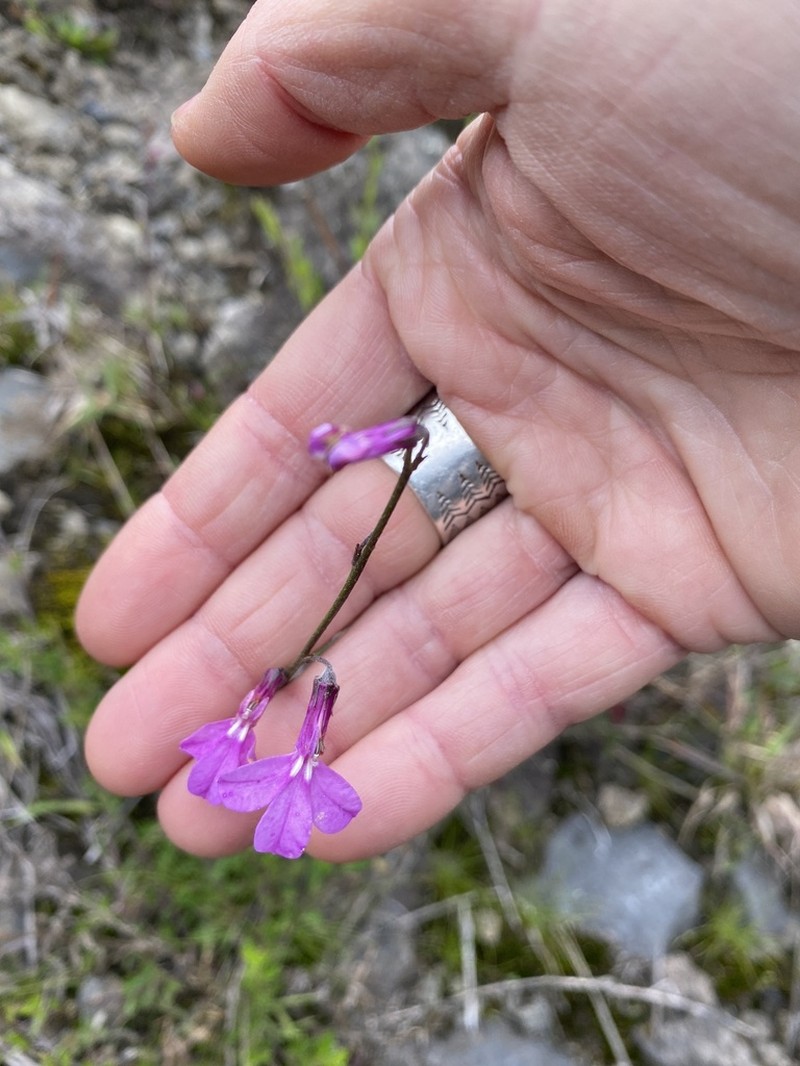 Lobelia holstii
