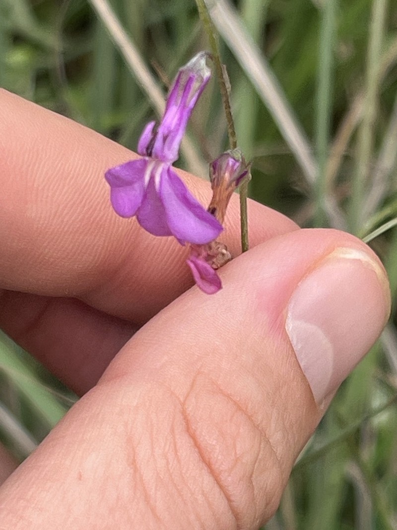 Lobelia holstii photo 2