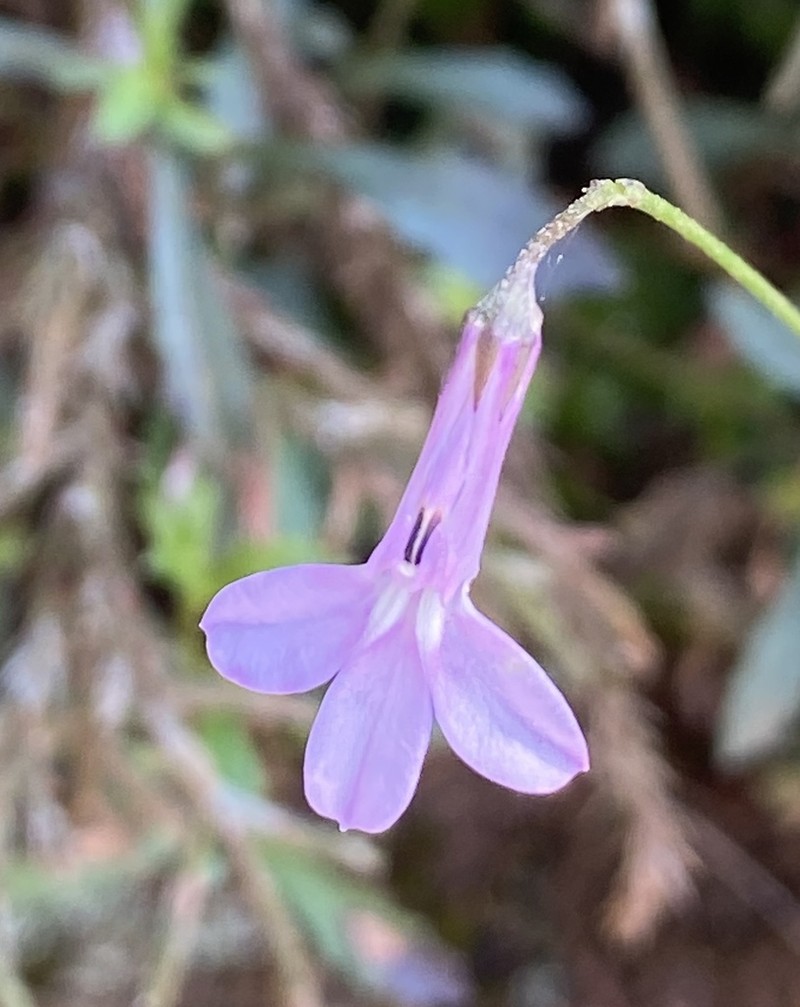 Lobelia holstii photo 4