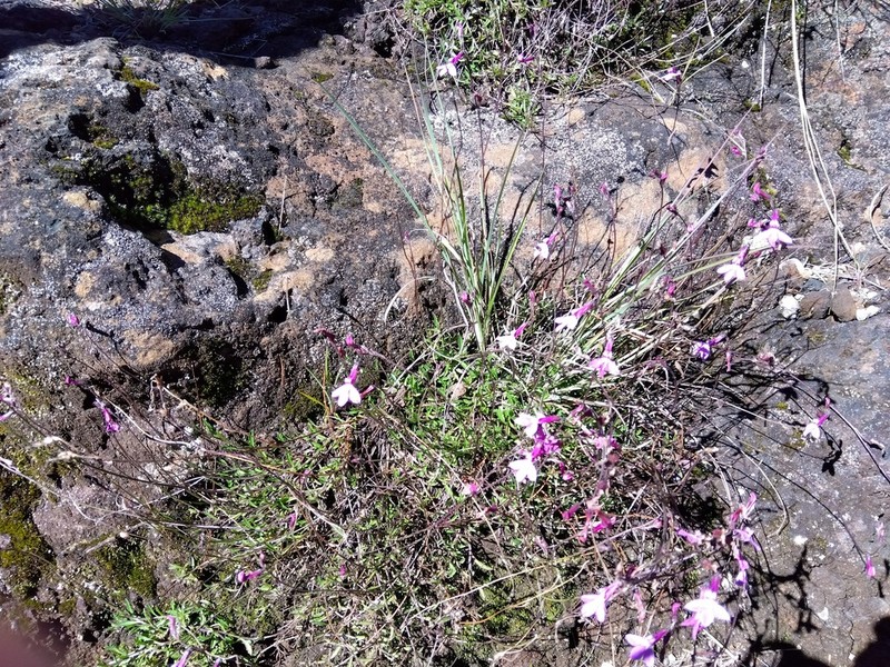 Lobelia holstii photo 5