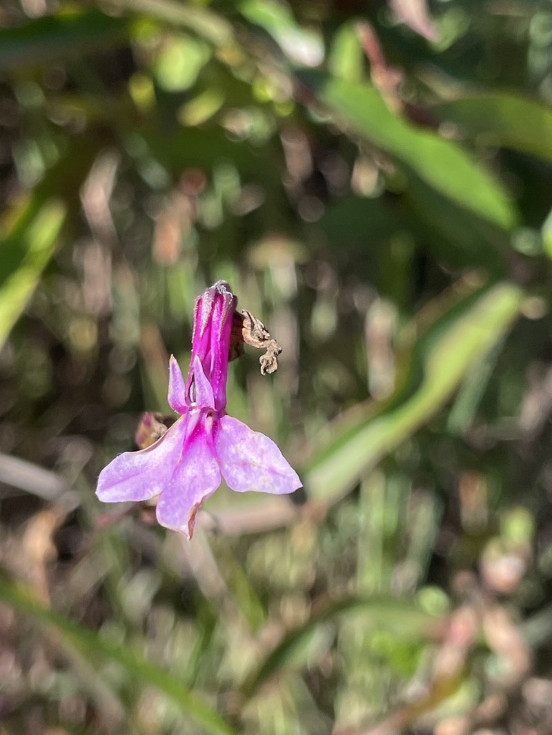 Lobelia holstii photo 6