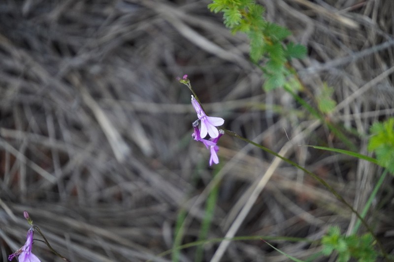 Lobelia holstii photo 7