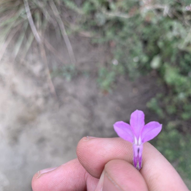 Lobelia holstii photo 8