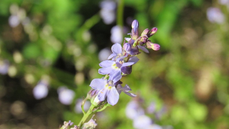 Pineland Lobelia