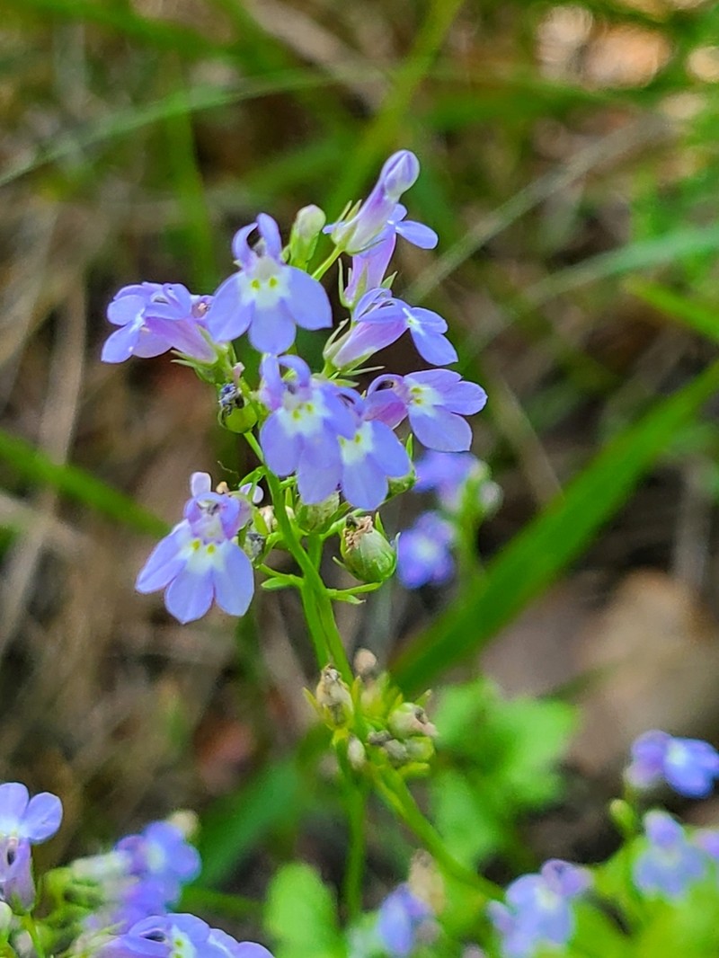 Pineland Lobelia photo 2