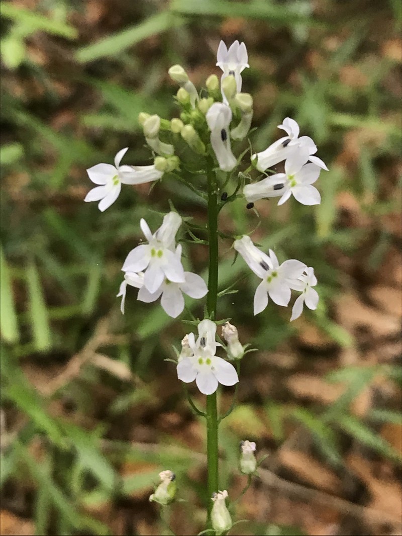 Pineland Lobelia photo 3