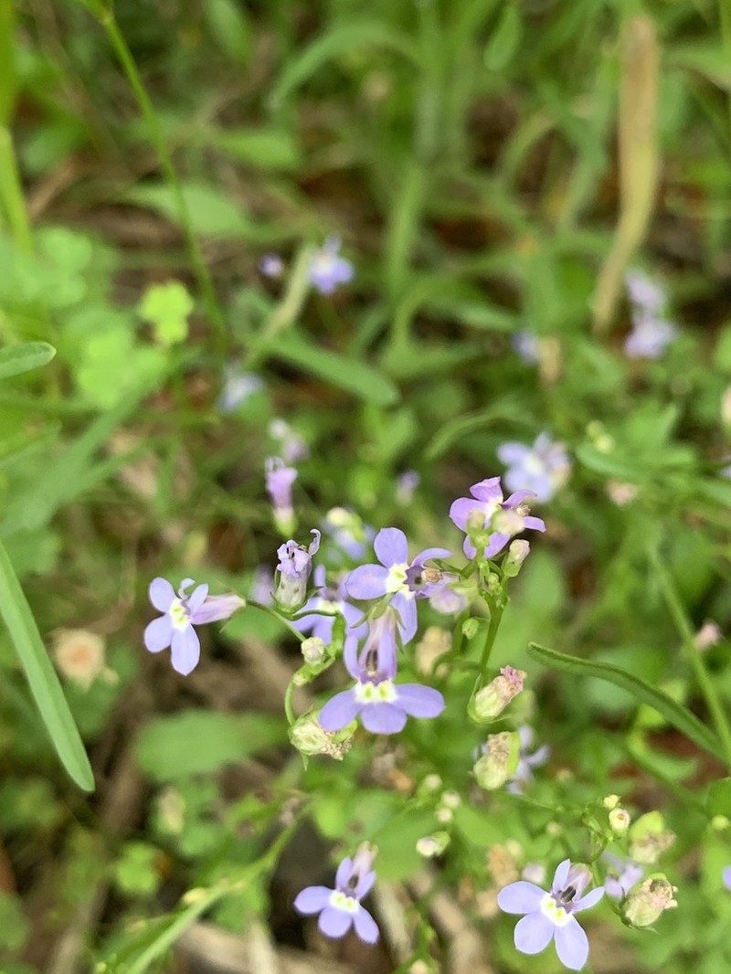 Pineland Lobelia photo 5