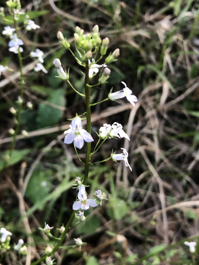 Pineland Lobelia photo 6