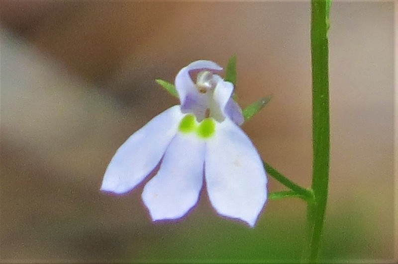 Pineland Lobelia photo 7