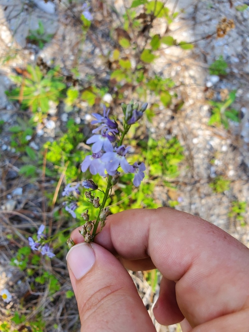 Pineland Lobelia photo 8