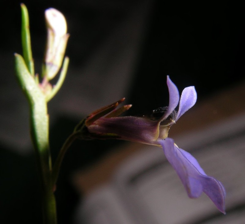 Lobelia horombensis