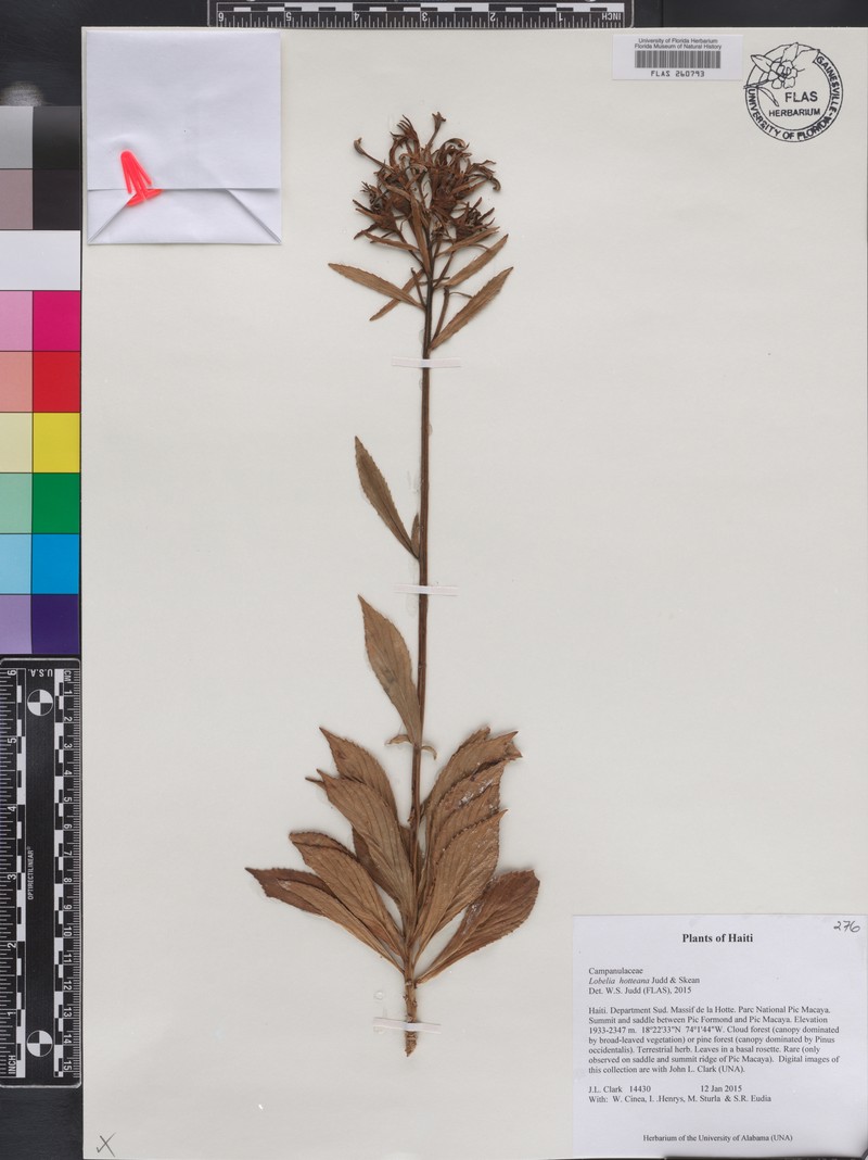Lobelia hotteana