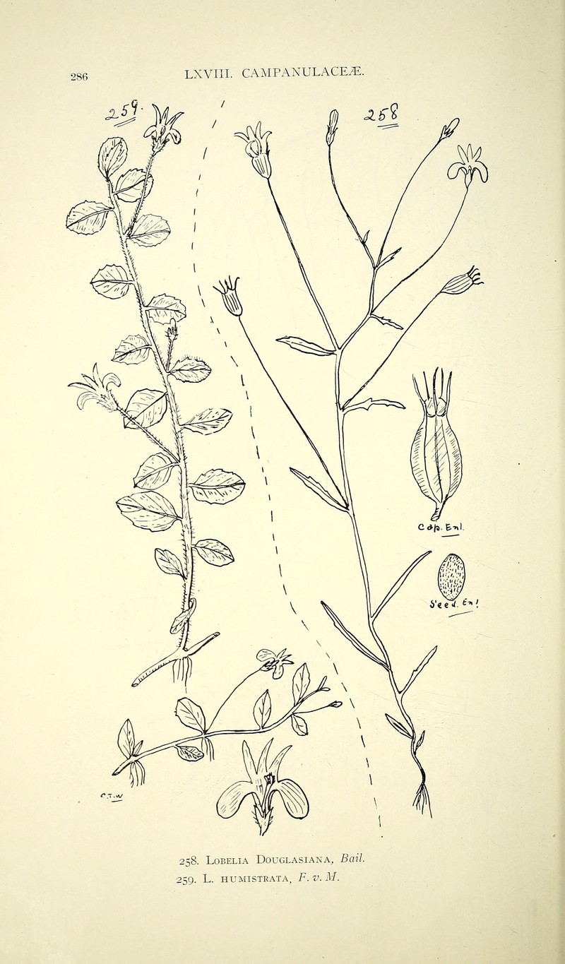 Lobelia humistrata