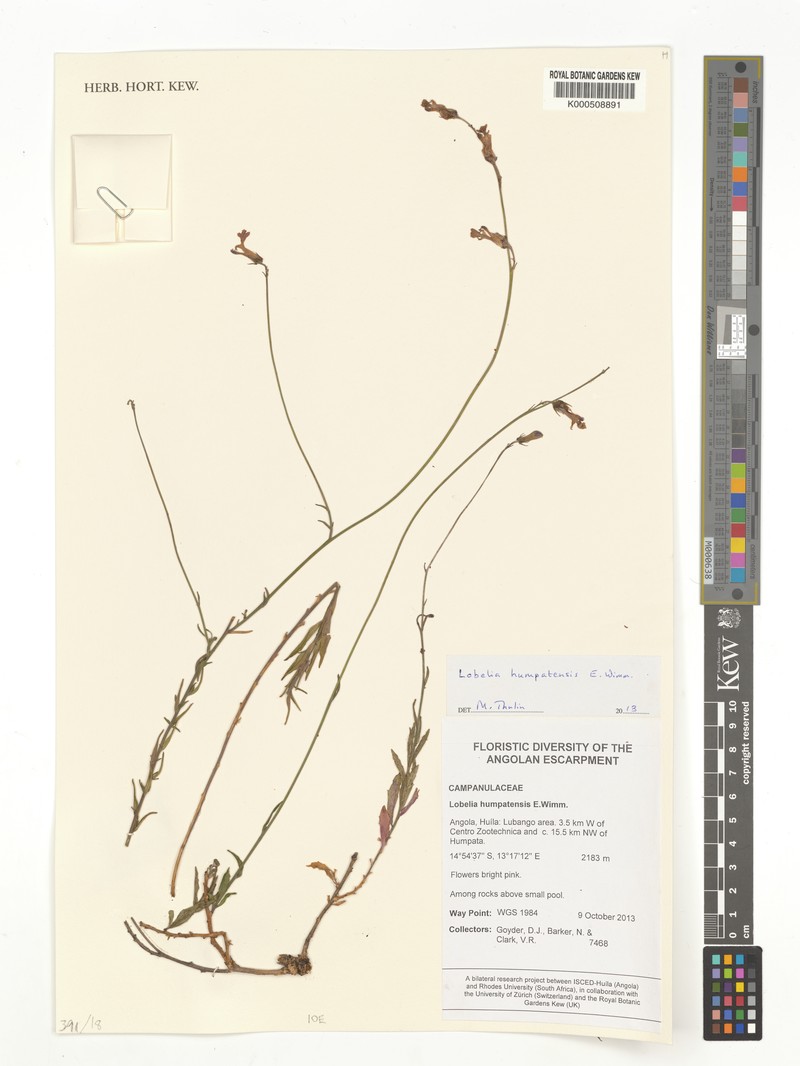 Lobelia humpatensis