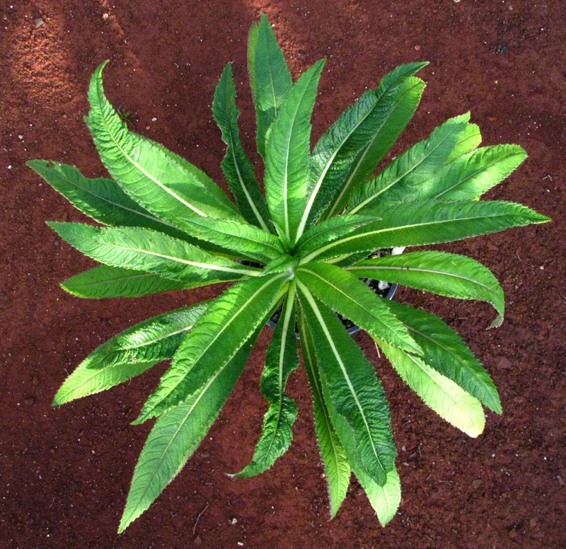 Kuhi'Aikamo'Owahie photo 6