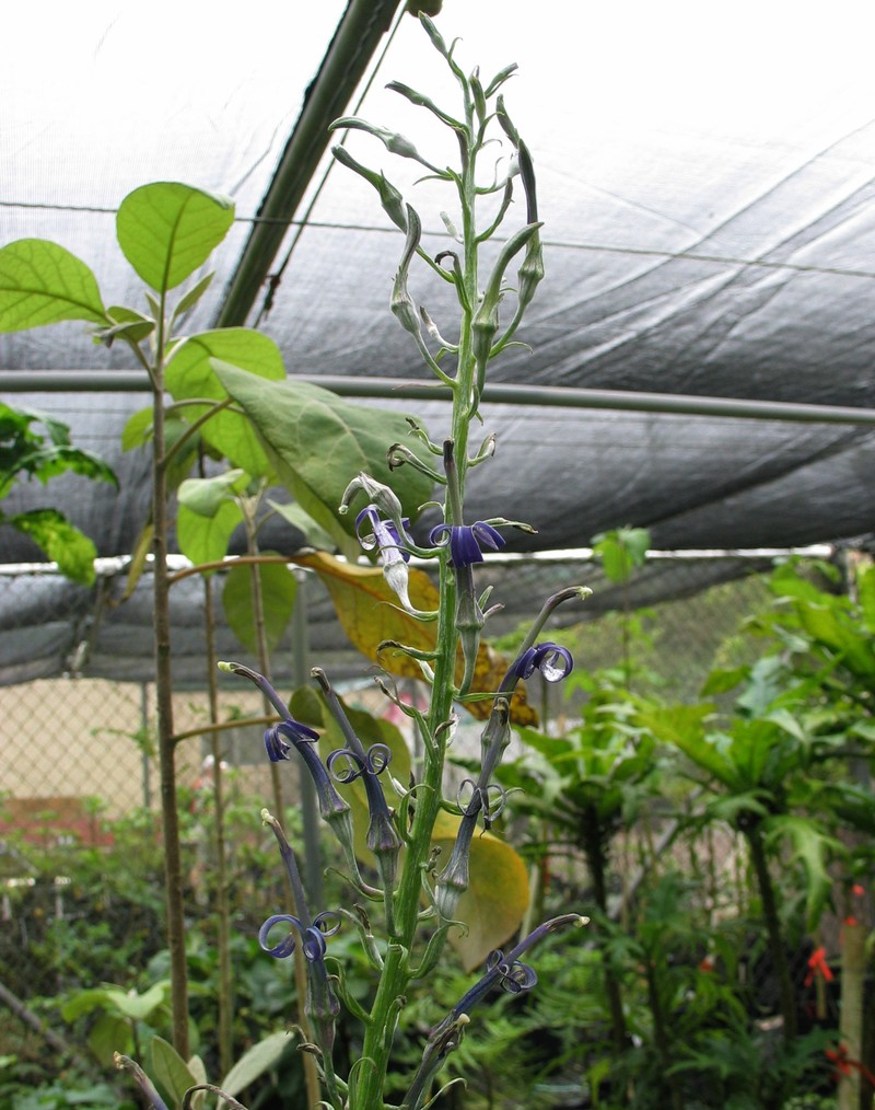 Kuhi'Aikamo'Owahie photo 3