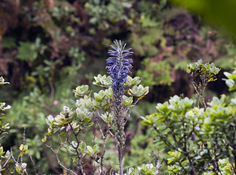 Kuhi'Aikamo'Owahie
