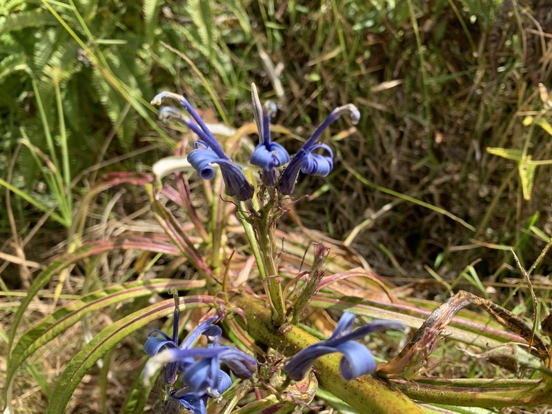 Kuhi'Aikamo'Owahie photo 3
