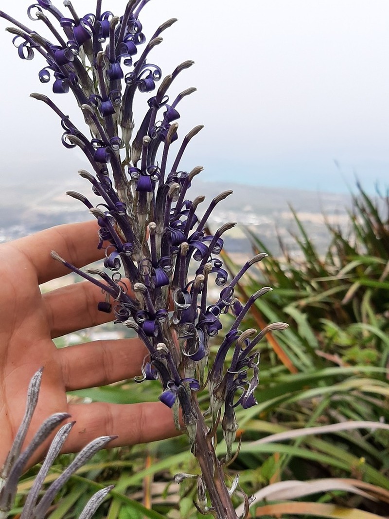 Kuhi'Aikamo'Owahie photo 4