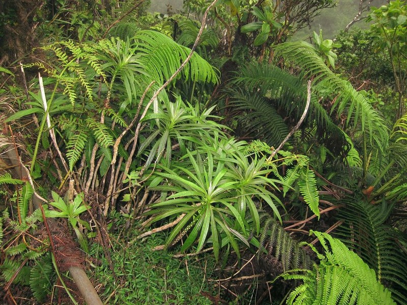 Kuhi'Aikamo'Owahie photo 6