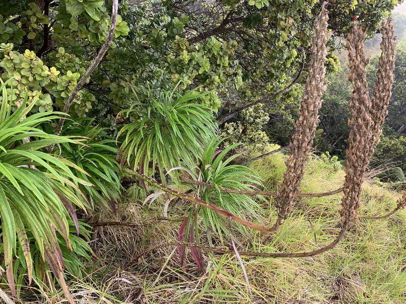 Kuhi'Aikamo'Owahie photo 7