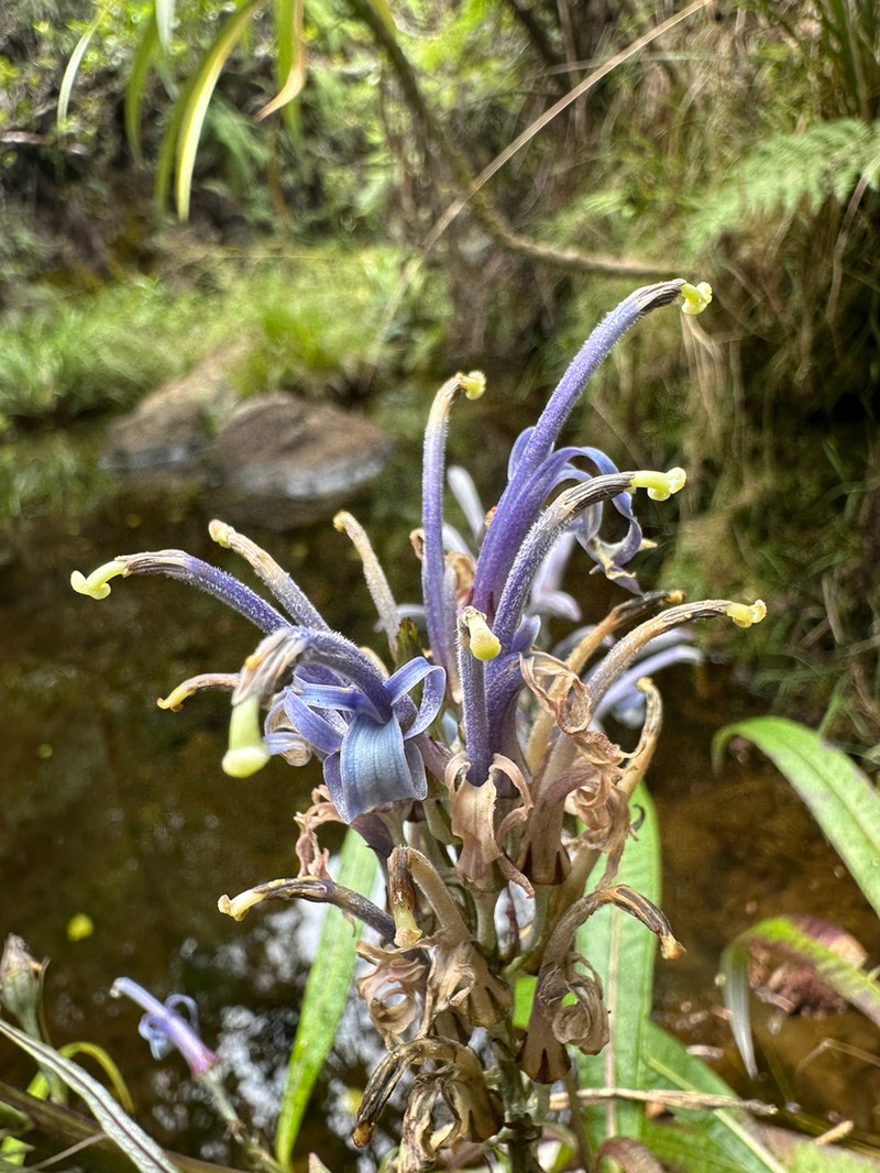 Kuhi'Aikamo'Owahie photo 8