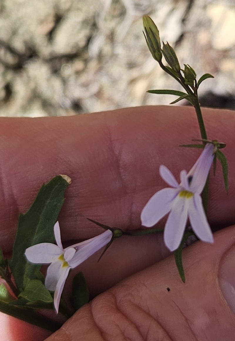 Lobelia hypsibata photo 2